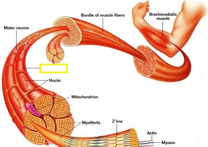 Muscle and Tissue Organization Test 2 at Utah State University ...