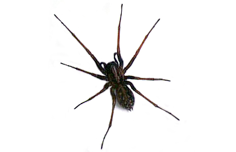 Spider - Free Clip Art - DK Books