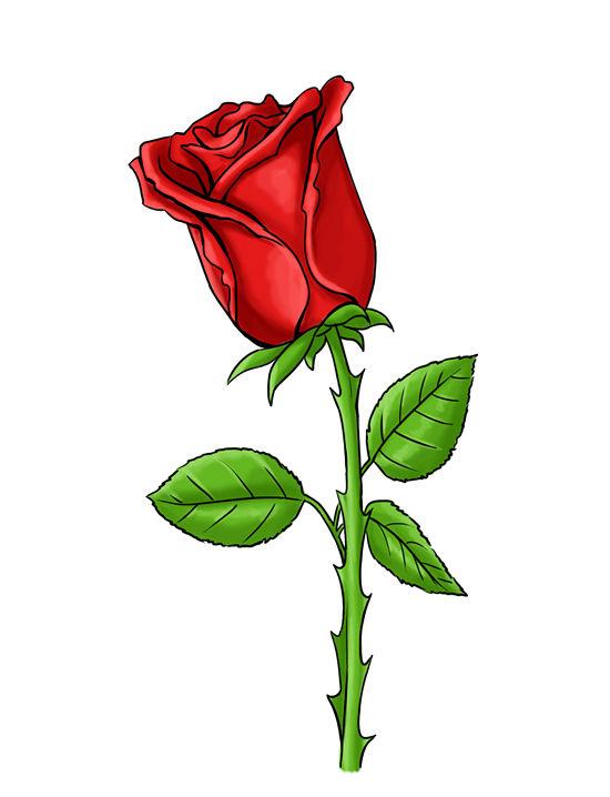Red Rose Drawings - ClipArt Best