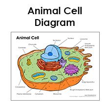 Animal cell, Animals and Science