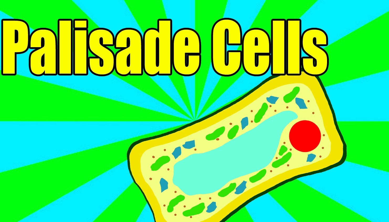 Palisade Cells (Education Challenge entry) - YouTube