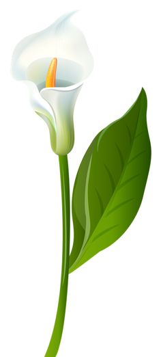 Lilies, Lilies flowers and Flower