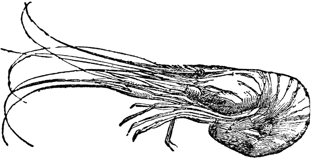 Shrimp clipart black and white