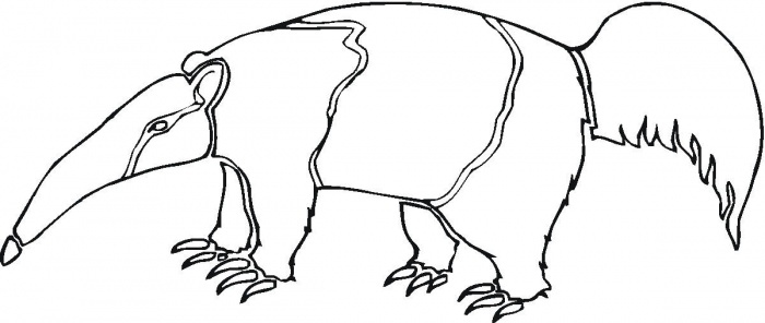 Anteater Coloring Pages