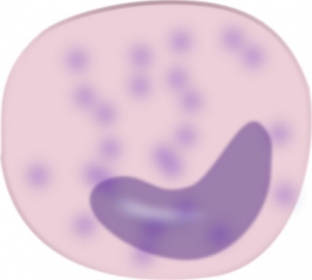 Monocyte Cell clip art | Download free Vector