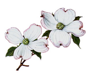 clipartflowersdogwood