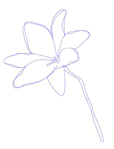 How to Draw a Lily Flower - Draw Step by Step