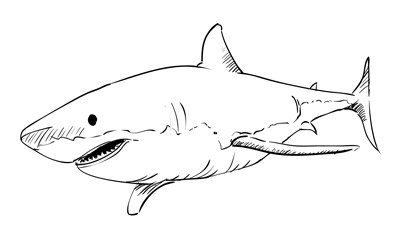 How to Draw a Great White Shark | Drawing & How to | Pinterest