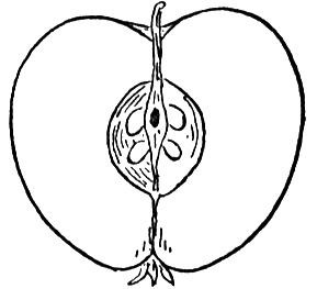 587 views b clipart - apple cross section | Nature Club | Pinterest