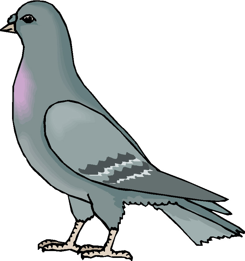 Pigeon Clip Art - Free Clipart Images