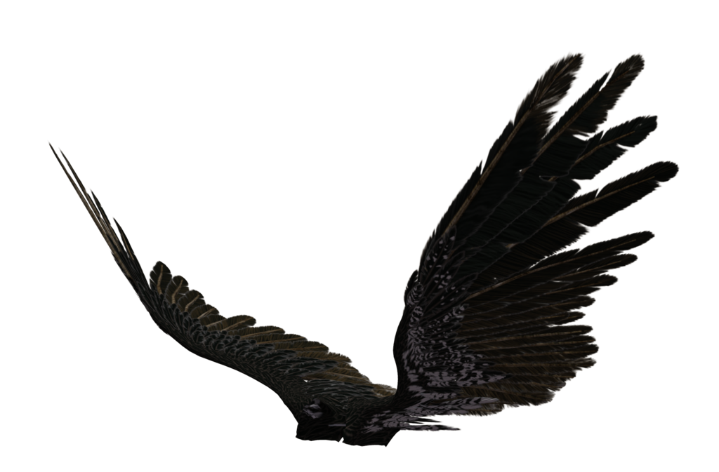 Wings png #36457 - Free Icons and PNG Backgrounds