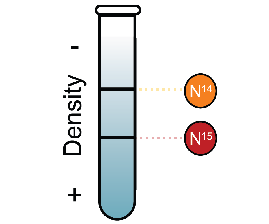 Mode of DNA replication: Meselson-Stahl experiment (article ...