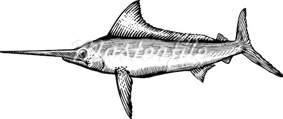 608-01091451w.jpg
