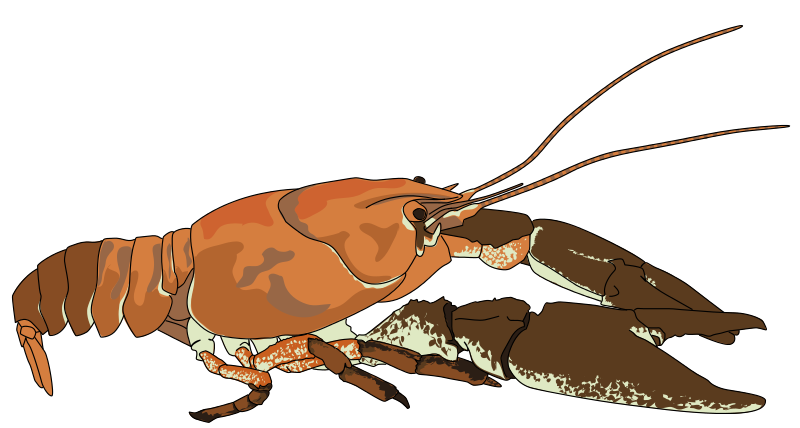 Free to Use &amp; Public Domain Crayfish Clip Art