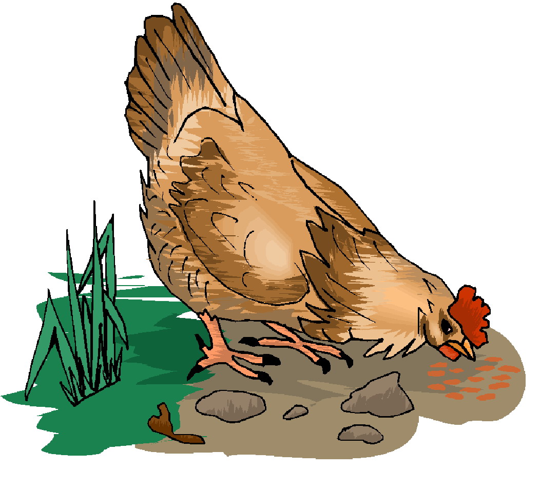 Chickens clip art 3