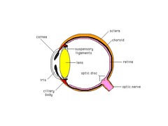 The Eye flashcards