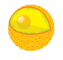 An Introduction to Molecular Biology/Macromolecules and Cells ...