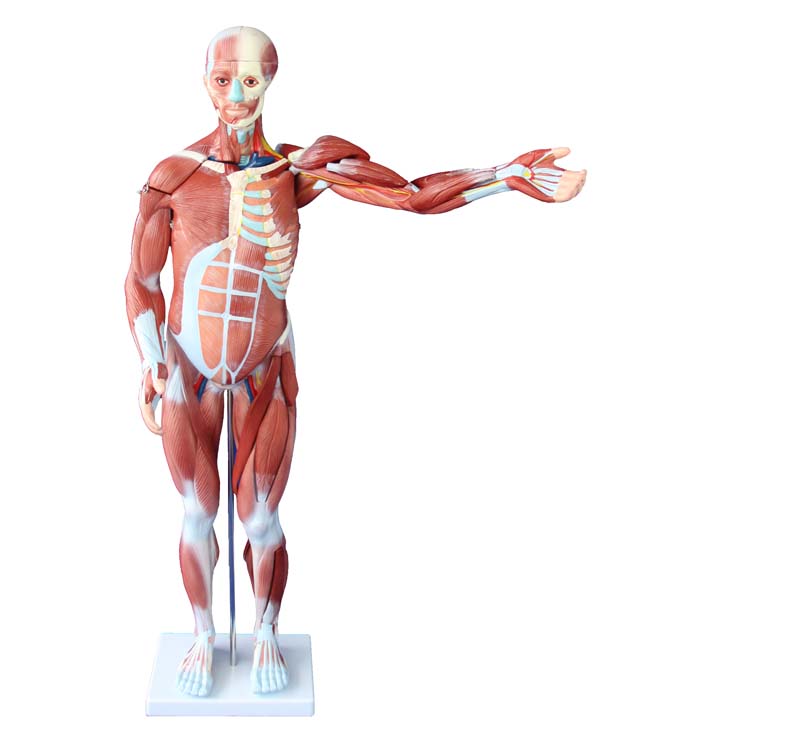 Compare Prices on Human Body Muscles- Online Shopping/Buy Low ...