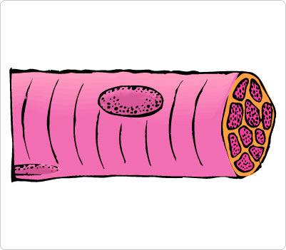 Skeletal Muscle Clip Art - ClipArt Best