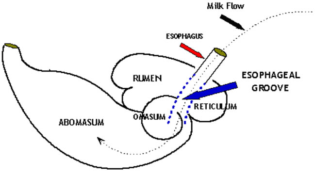 The Calf's Digestive System | calfcare.ca