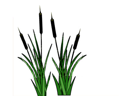 Cattail Clipart - Tumundografico