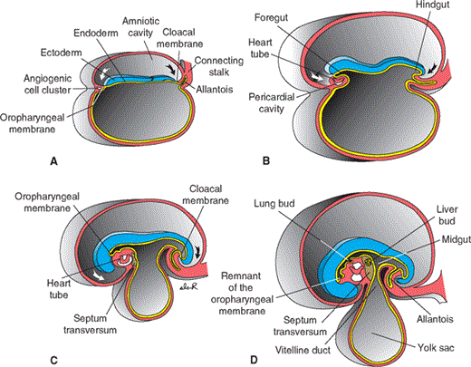Chapter 7: The Gut Tube and the Body Cavities Essay | Medicine and ...