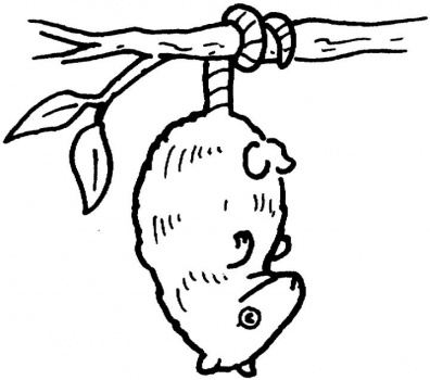 Possum clip art - ClipartFox