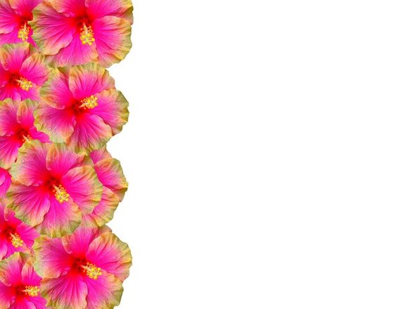 Hibiscus Flower Border Clipart - Free to use Clip Art Resource