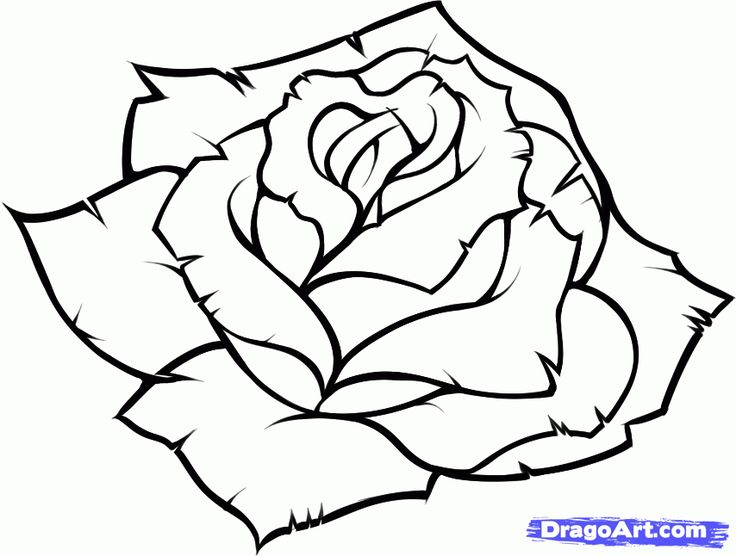 Rose Drawings | Drawings In Pencil ...