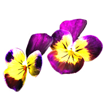 Spring Clipart - Spring Flower Pictures & Spring Flower Clipart