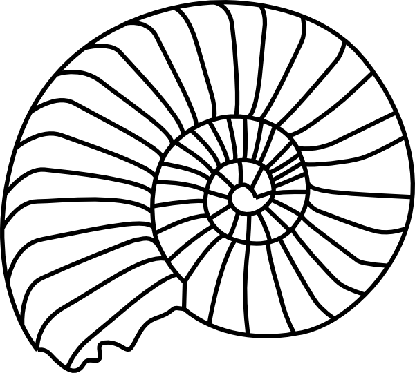 Shell Outline - ClipArt Best