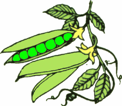 vegetables clip art #17 | 59 Vegetables Clipart | Clipart Fans