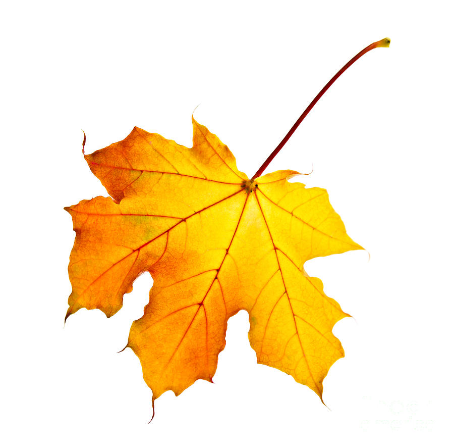 Fall Maple Leaf Photograph by Elena Elisseeva - Fall Maple Leaf ...