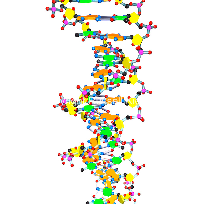 DNA #36 on a white background | Russell Kightley Science Images