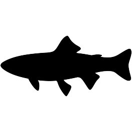 Fish Silhouettes | Page 2