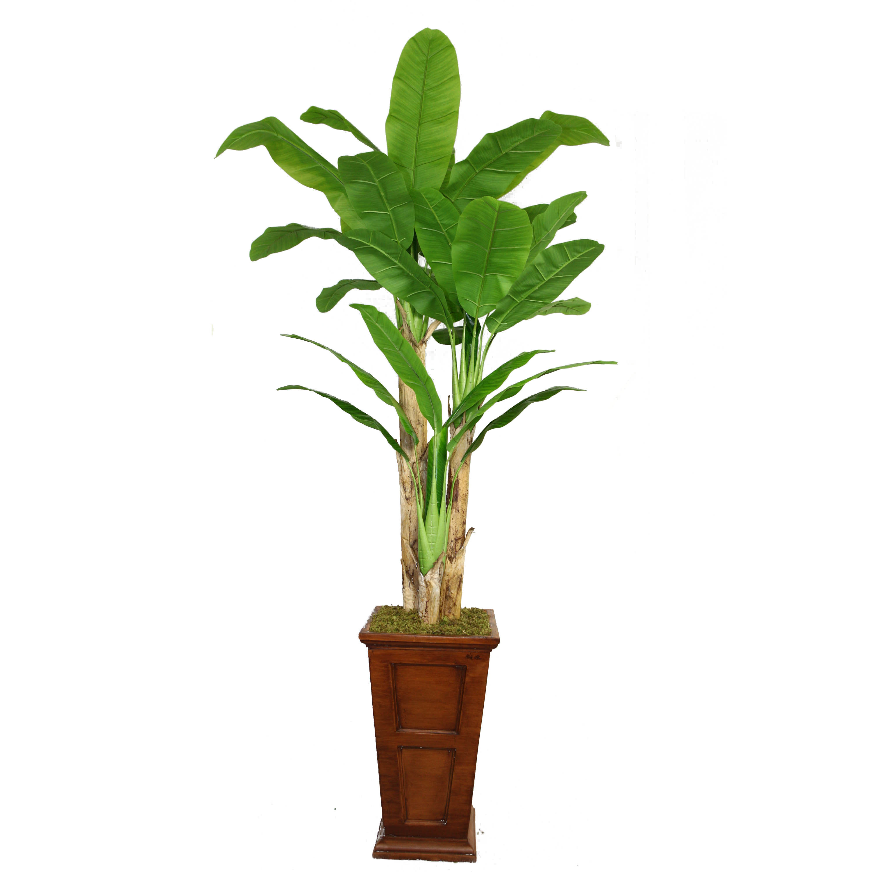 Laura Ashley Home Tall Banana Tree in Planter & Reviews | Wayfair