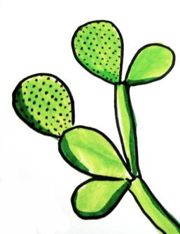 How to draw a cactus