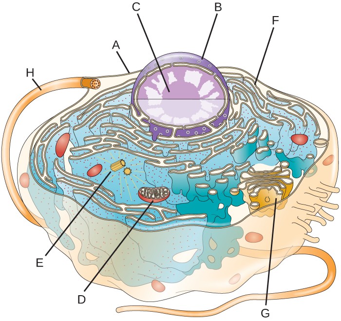 Unique Characteristics of Eukaryotic Cells | Microbiology