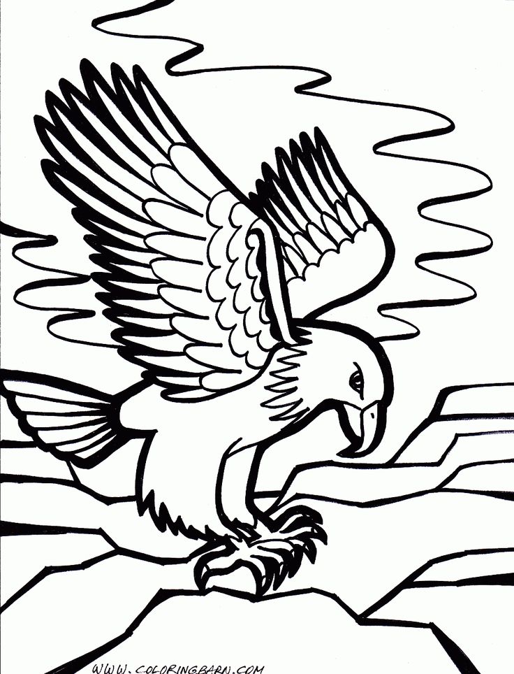 1000+ images about Eagles