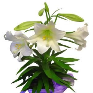 Free Easter Lily Flower Clip Art Image | ClipArTidy