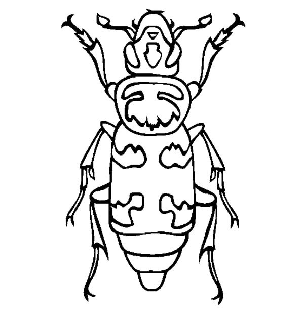Wasp Mimic Beetle Coloring Pages | Best Place to Color