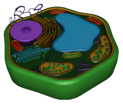 Animal Cell Unlabeled