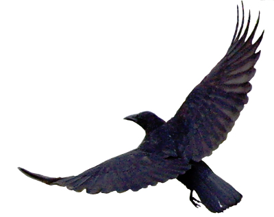 Crows Flying Clipart