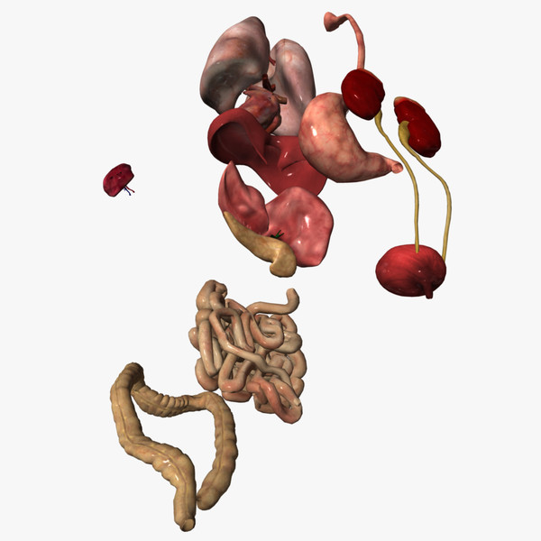 3d human internal organs model
