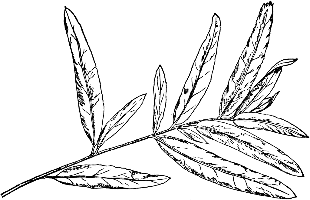 Willow Leaves Clip Art – Clipart Free Download