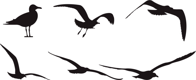 Silhouette Of A Seagull In Flight Clip Art, Vector Images ...