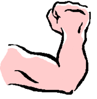 Arm Bones Diagram Clipart - Free to use Clip Art Resource