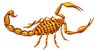 Scorpion - HowStuffWorks