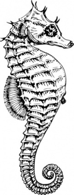 Seahorse clip art | Download free Vector
