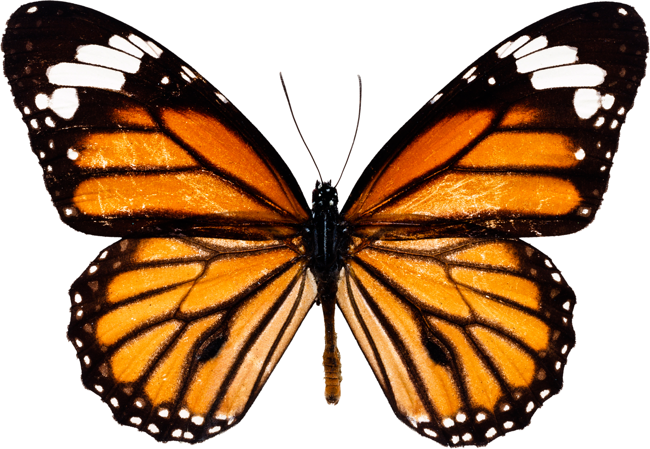 Download PNG image: Butterfly PNG image